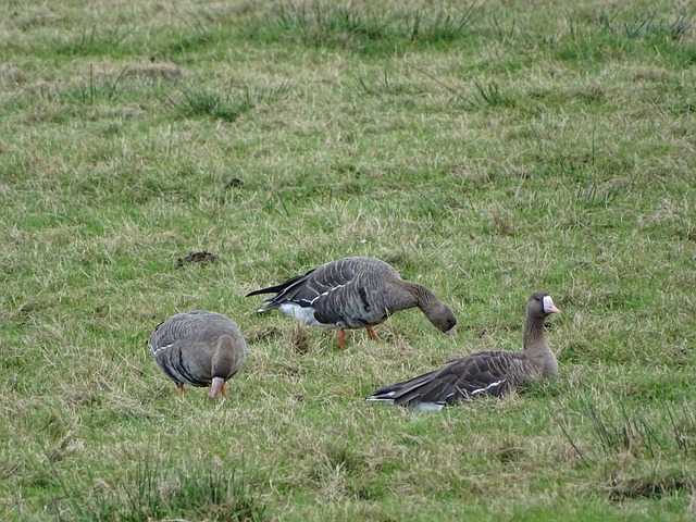 比赛对手纽 比赛对手纽