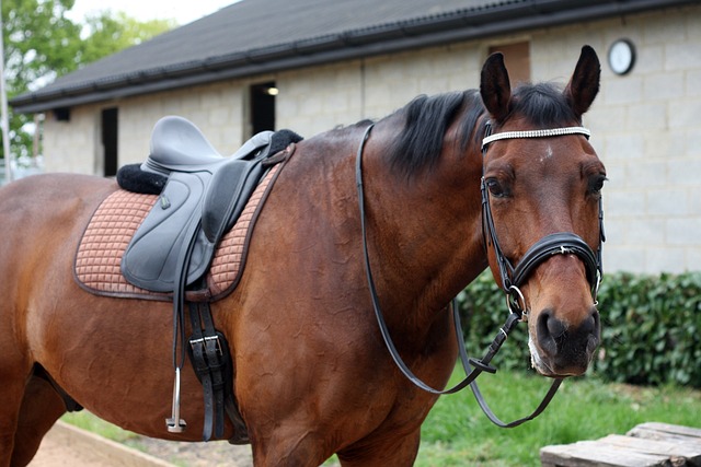 高原民族的